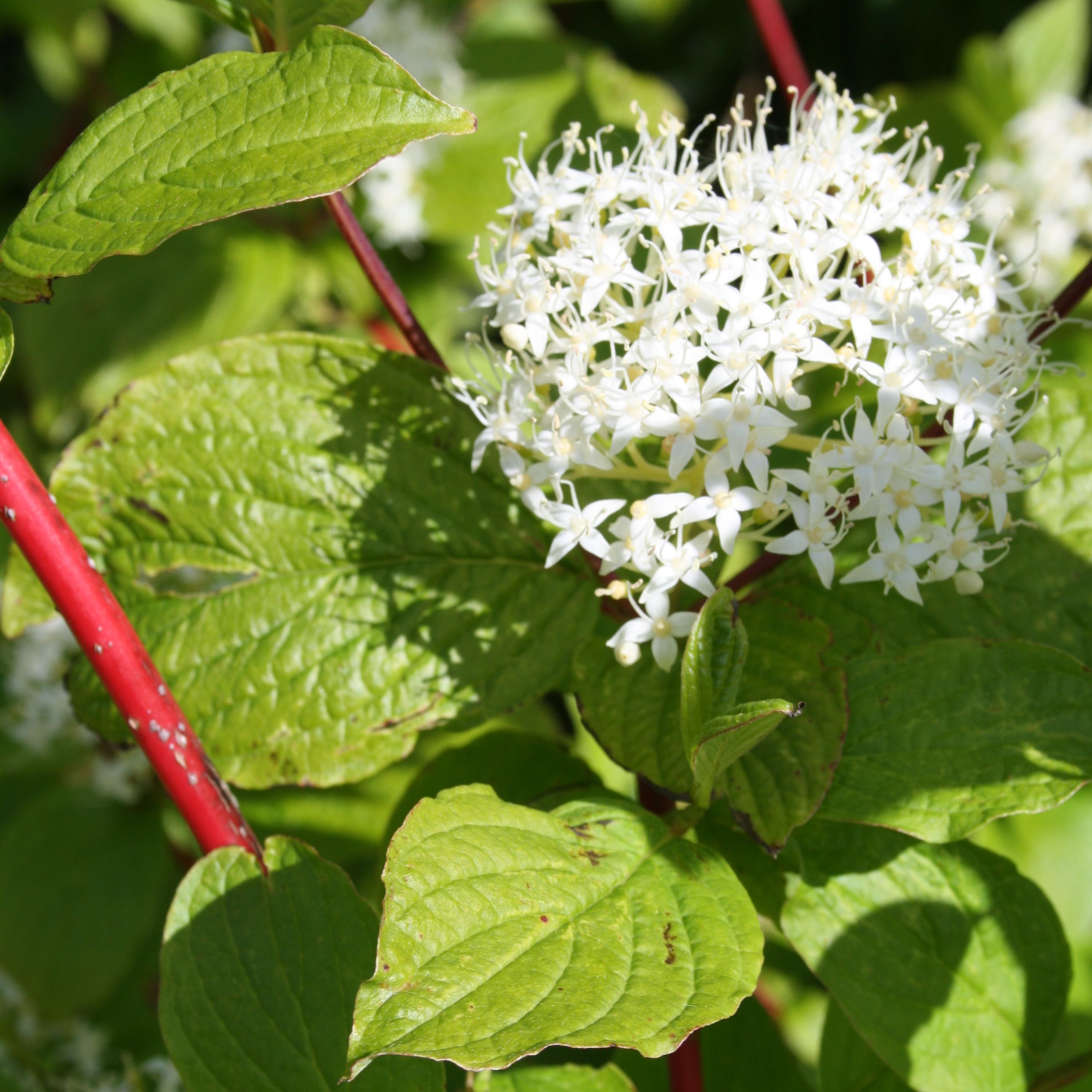 Albums 91+ Pictures Cornus Alba 'sibirica' Superb